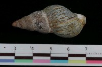 藏品(鐵灰峨螺)的圖片